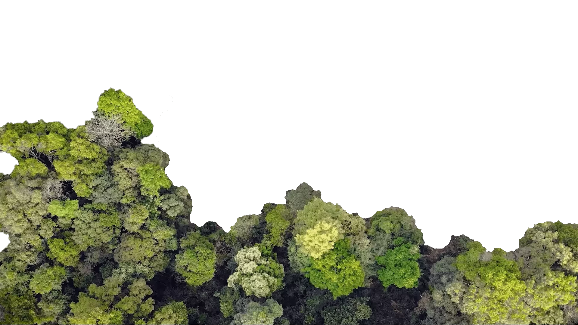 AnyConv.com__Section-2-Tree